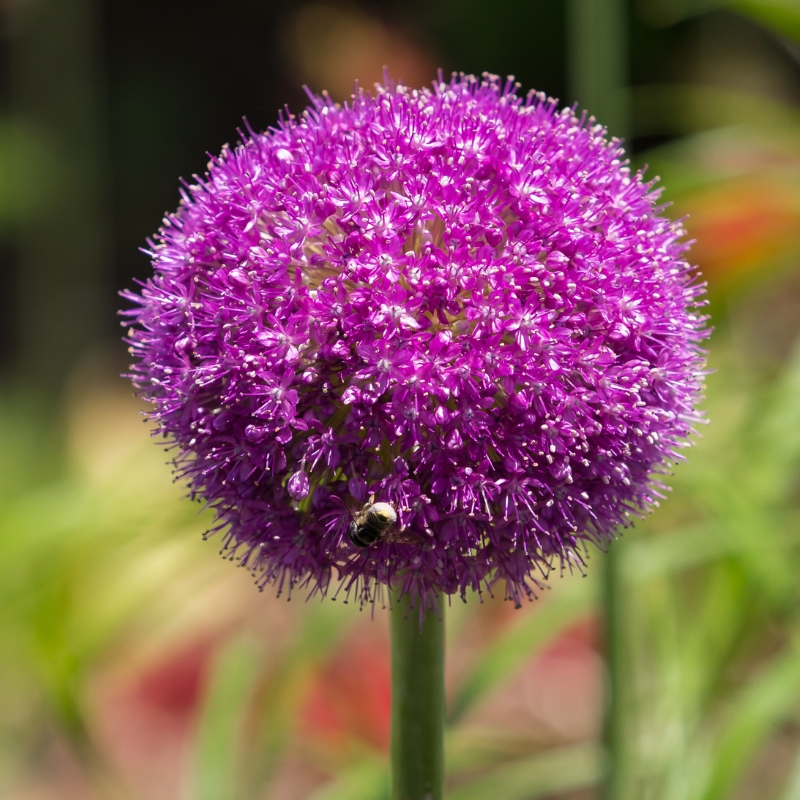 Bulbes de printemps à fleurs pourpres et violettes