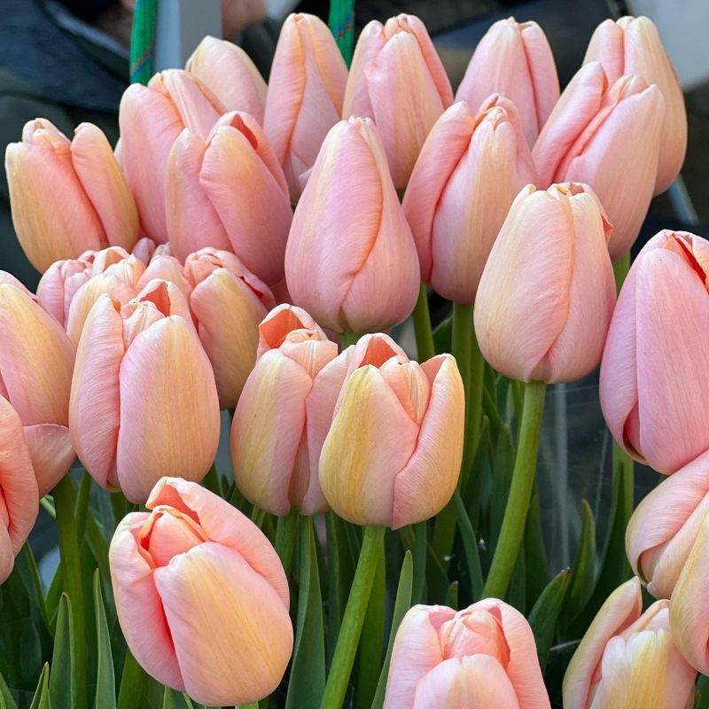 Bulbes de printemps à fleurs roses