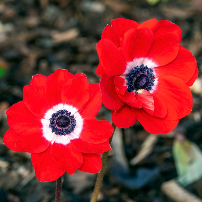 Bulbes de printemps à fleurs rouges