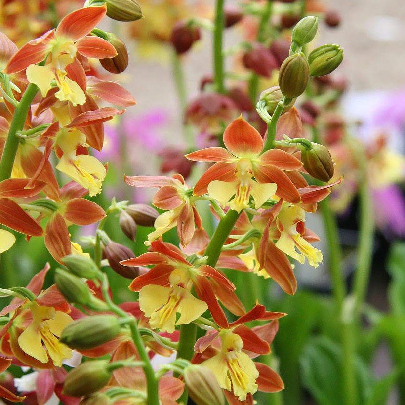 Calanthe