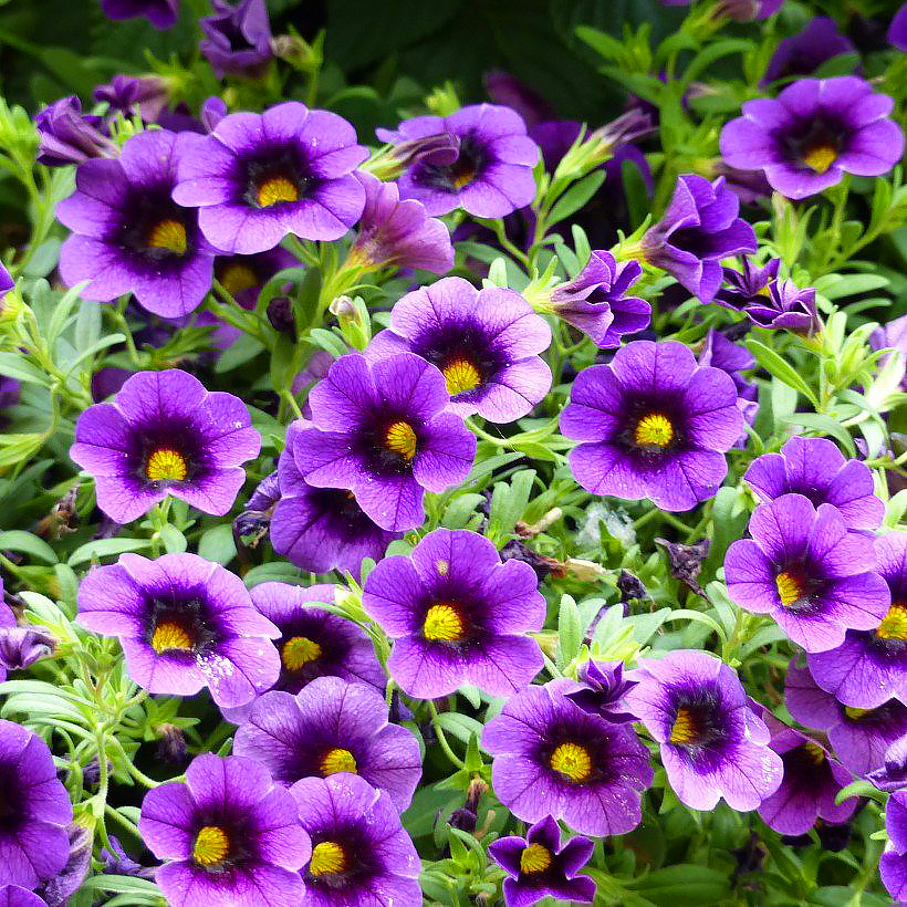 Calibrachoa ou Mini-pétunia