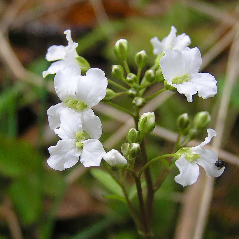 Cardamines