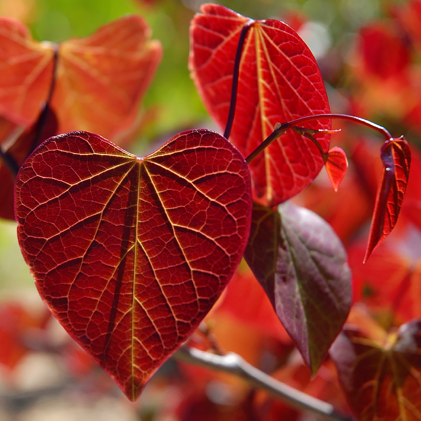 Cercis - Arbre de Judée