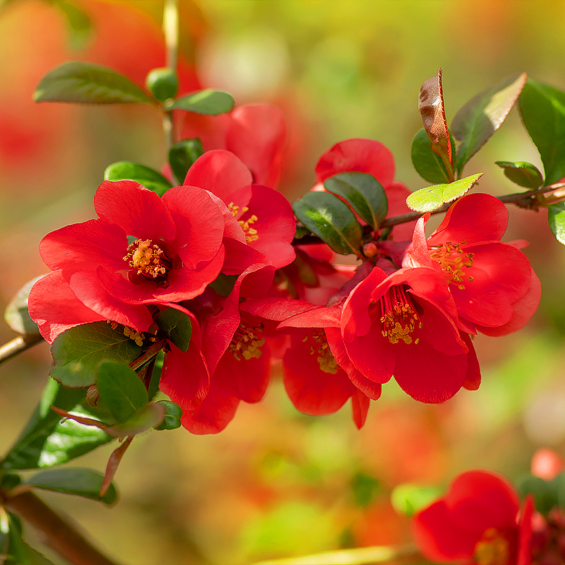 Chaenomeles - Cognassier du Japon