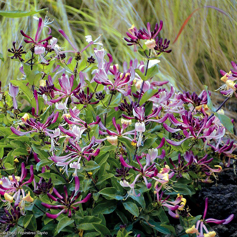 Chèvrefeuille arbustif (Lonicera)