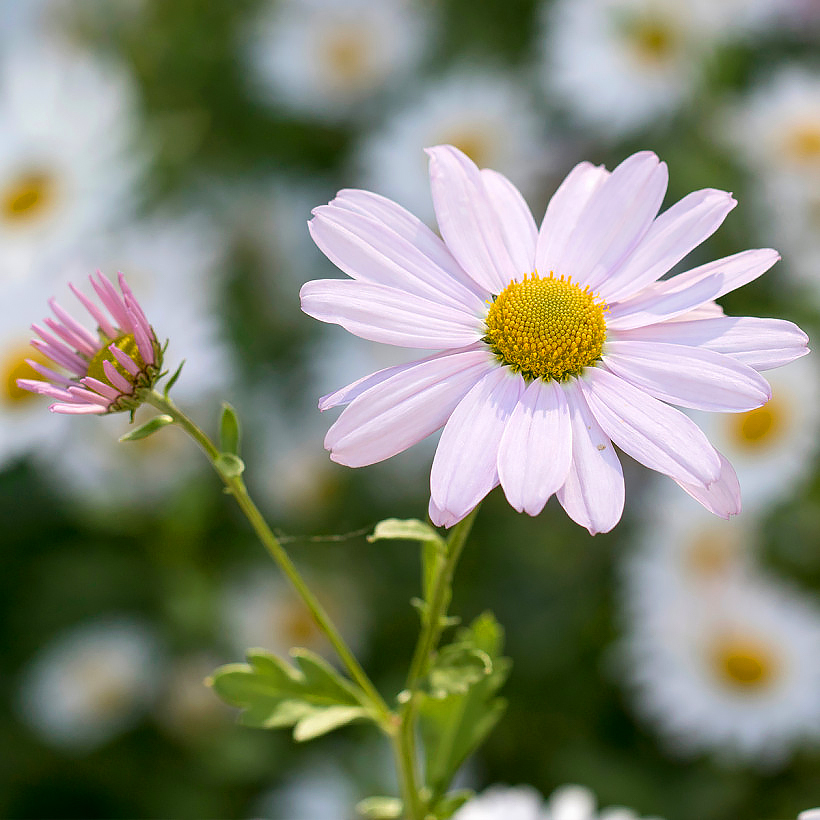 Chrysanthèmes