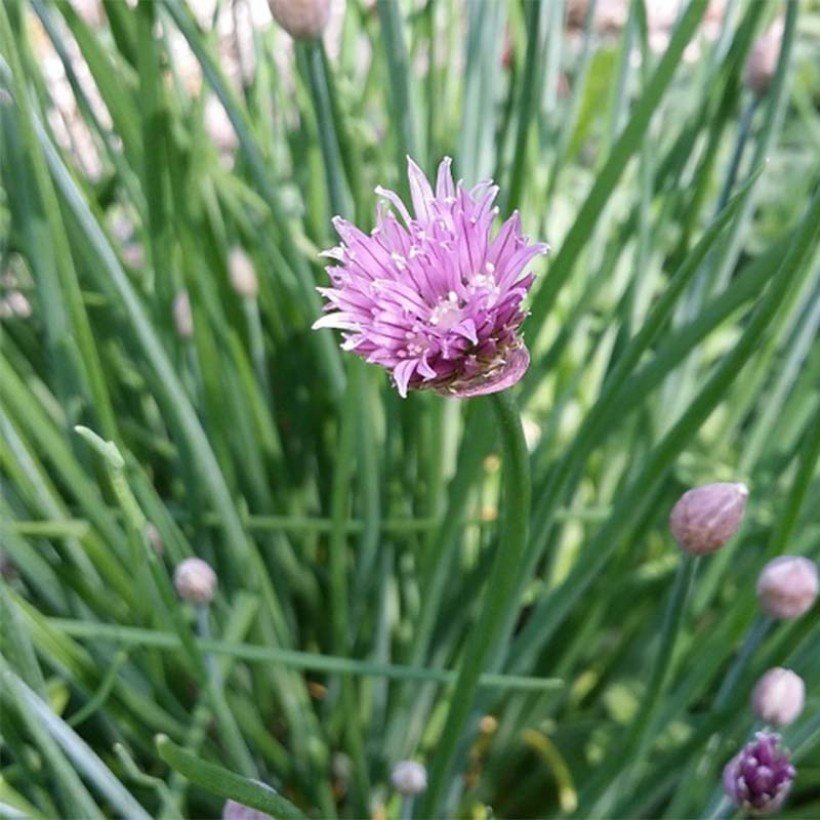 Ciboulette - Vente en ligne de plants de Ciboulette pas cher