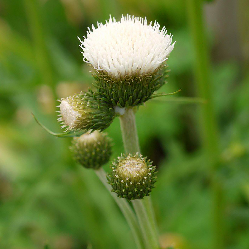 Cirsium