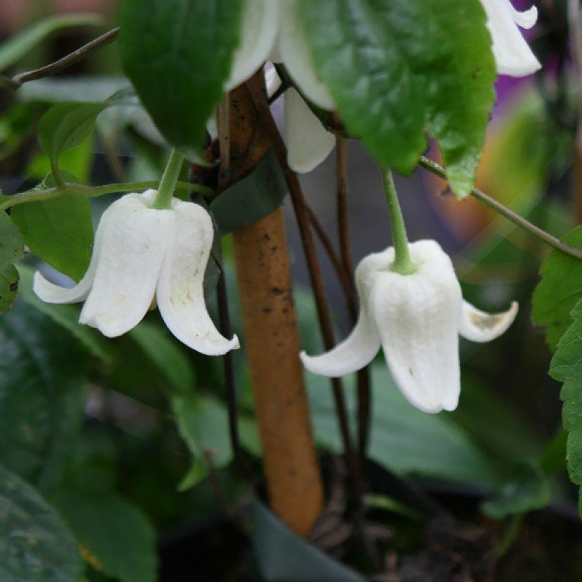 Clématites campanella