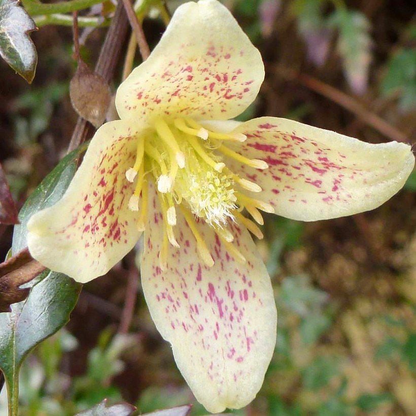 Clématites cirrhosa