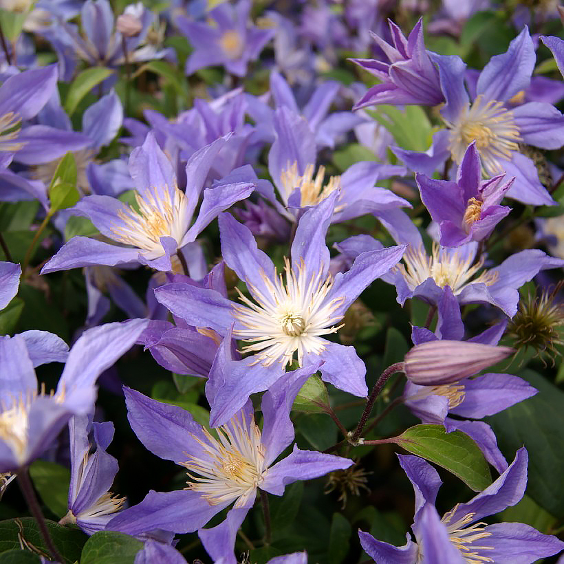 Clématites herbacées