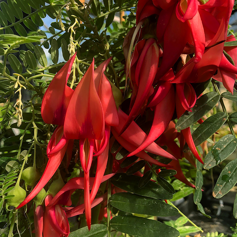 Clianthus - Pince de Homard