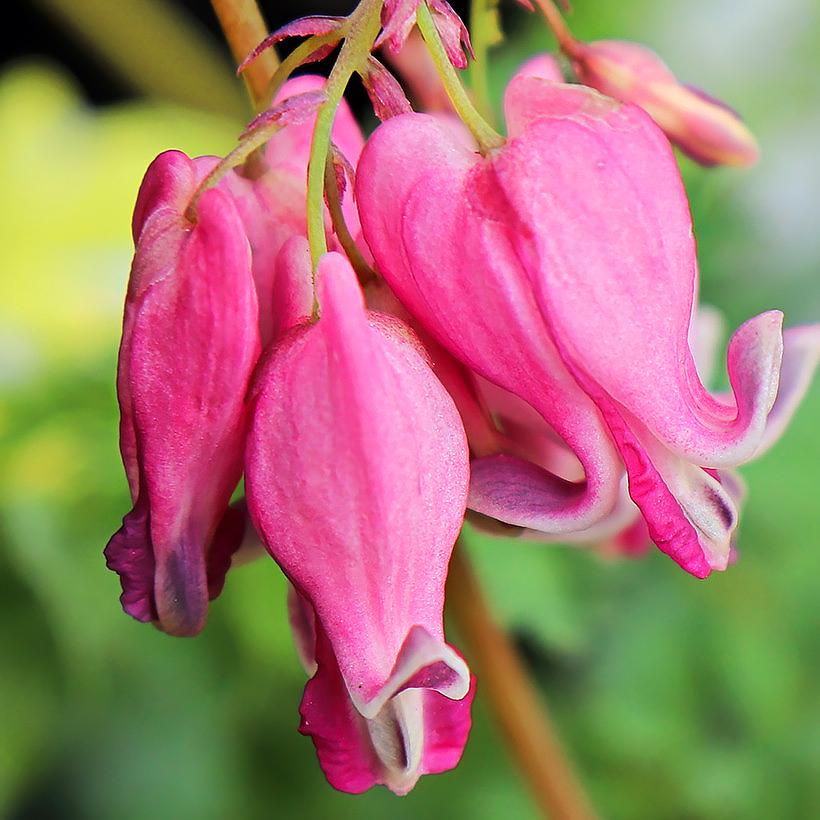 Coeur-de-Marie ou Dicentra