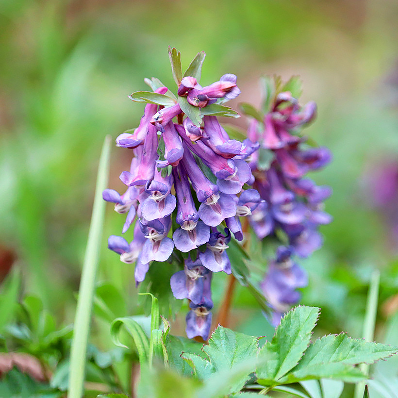 Corydalis bulbeux