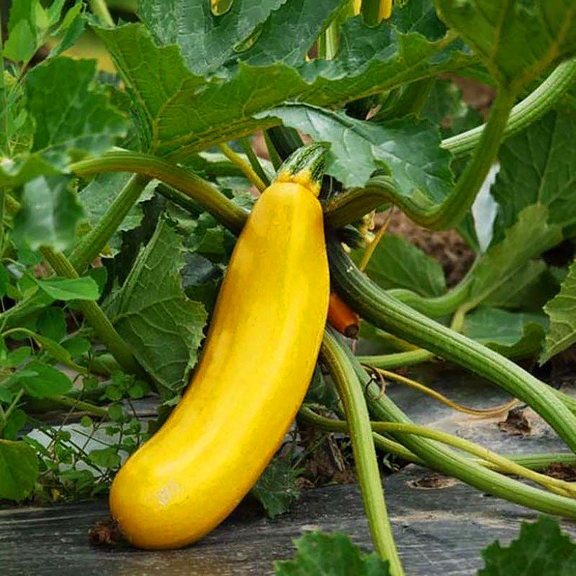 Courgettes