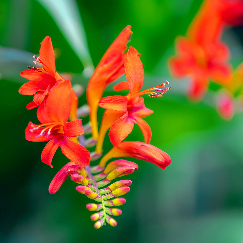 Crocosmias