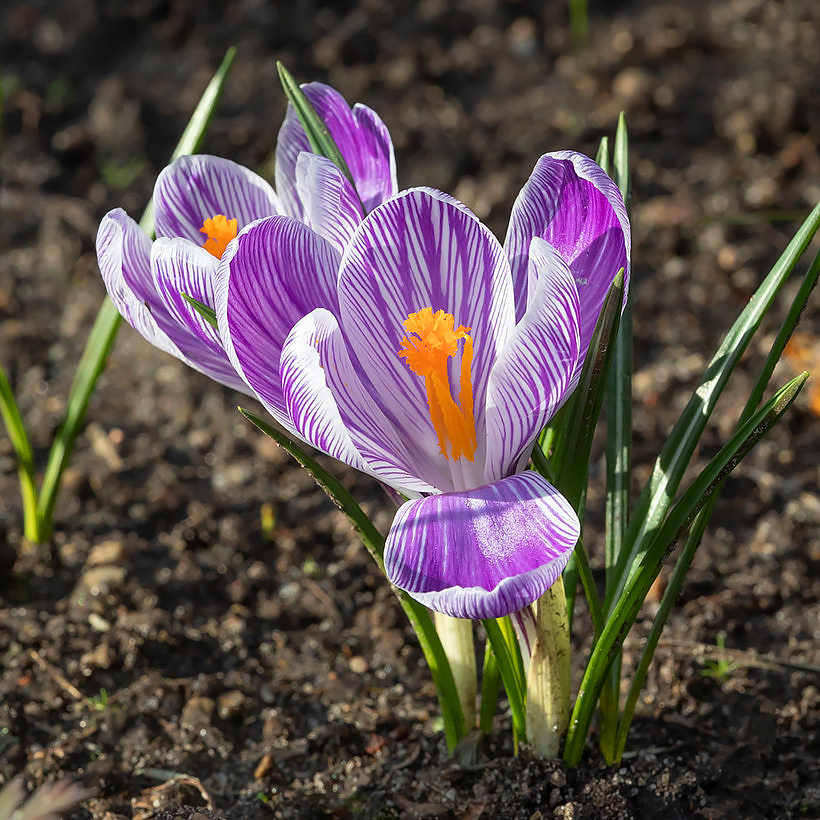 Crocus de printemps