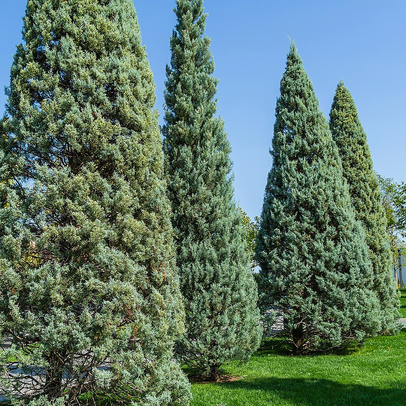 Cupressus - Cyprès