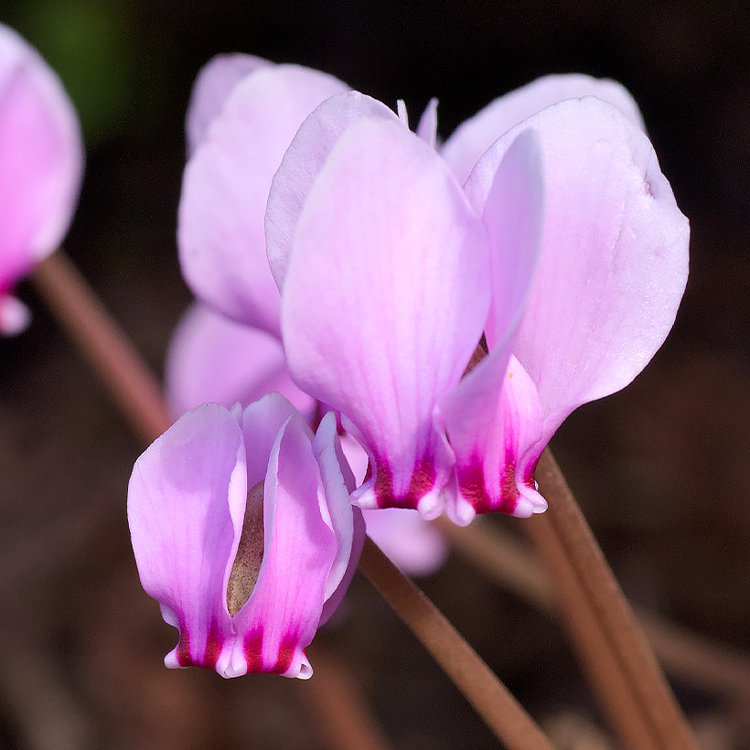 Cyclamens de printemps