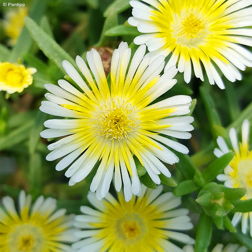 Delosperma