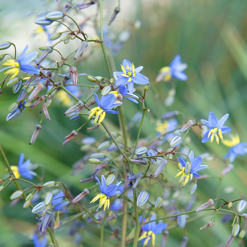 Dianella