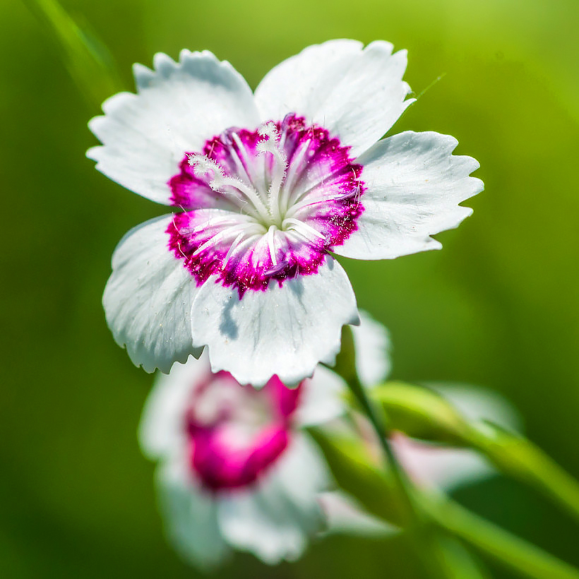 Graines d’Oeillets Dianthus