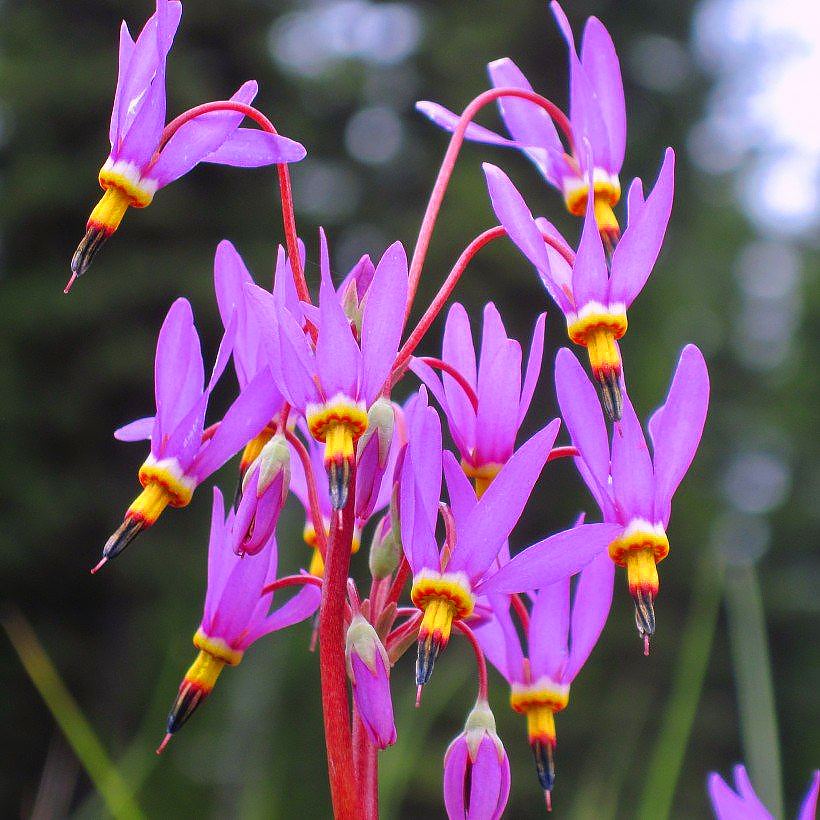 Dodecatheons