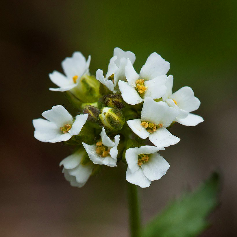 Draba