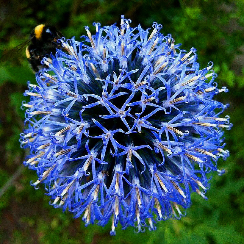 Echinops - Boules azurées