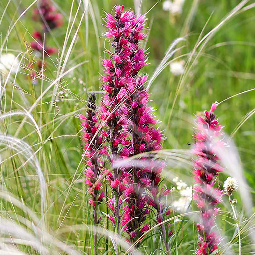 Echium