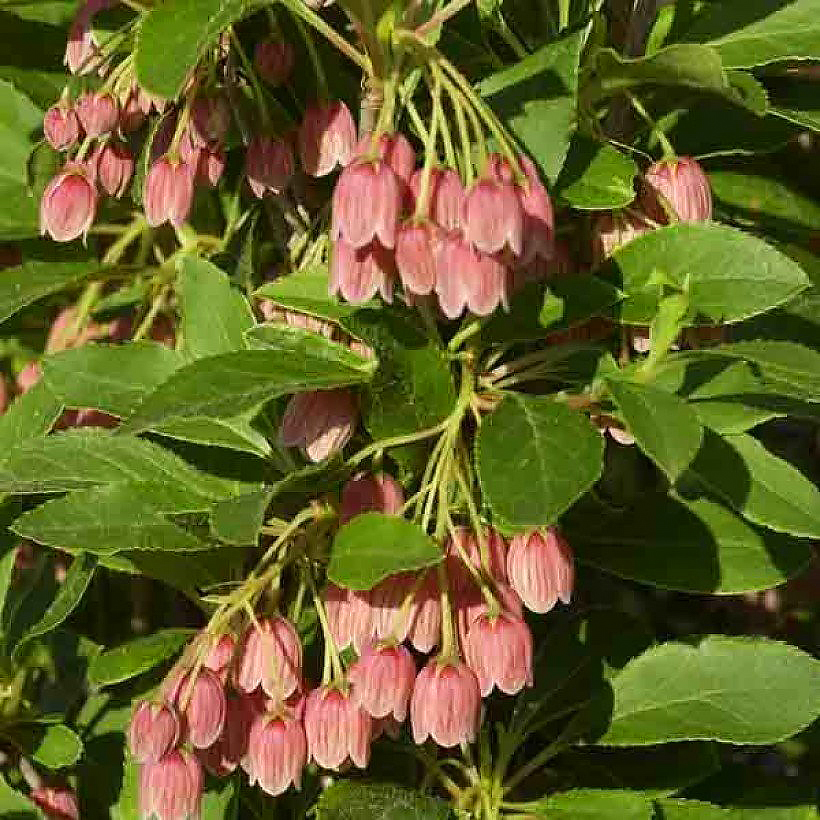 Enkianthus