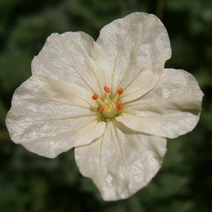 Erodium