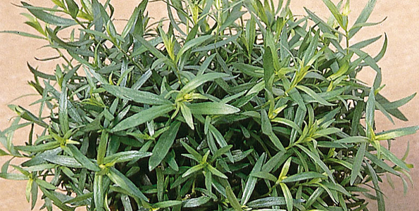 plante aromatique 5 lettres
