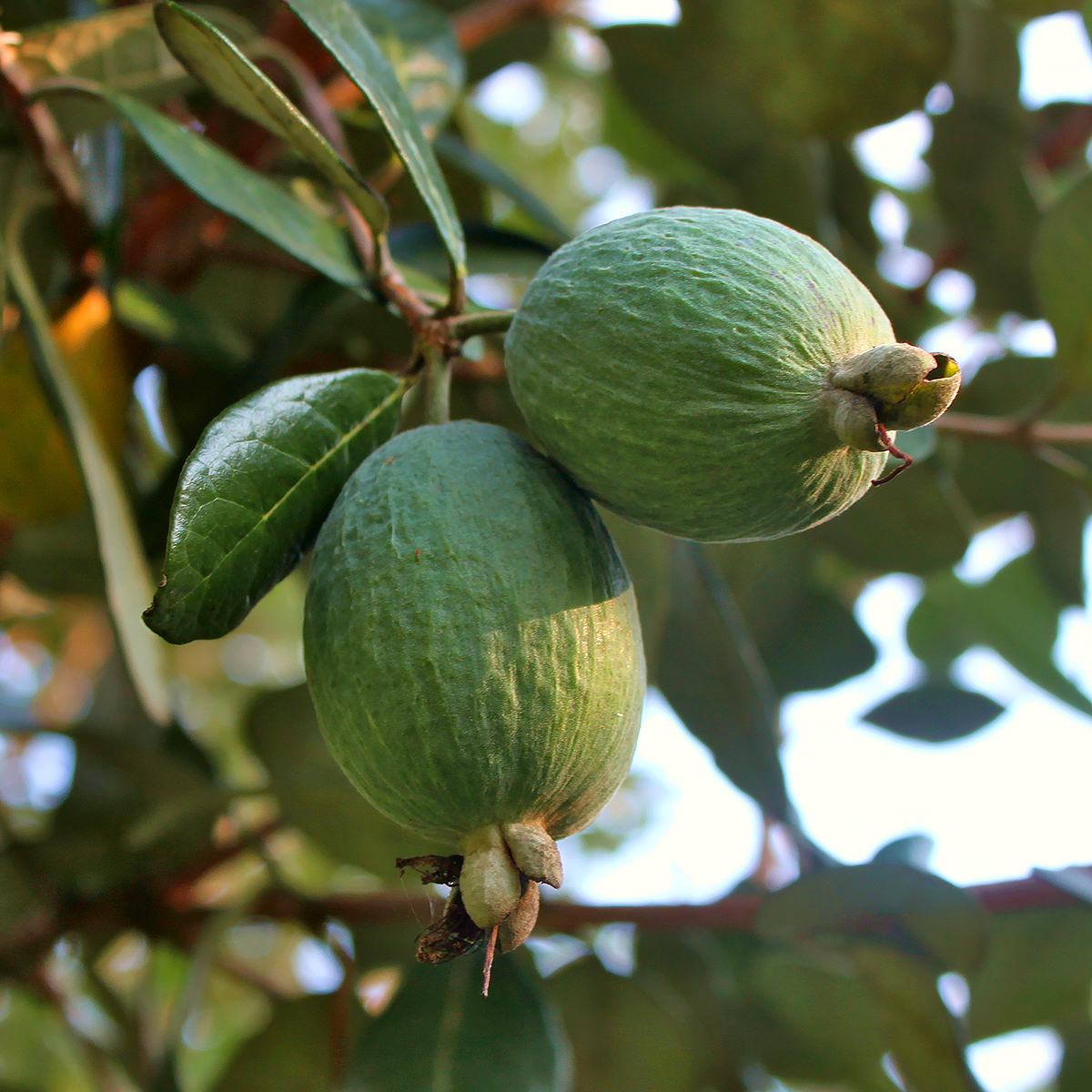 Feijoa - Acca