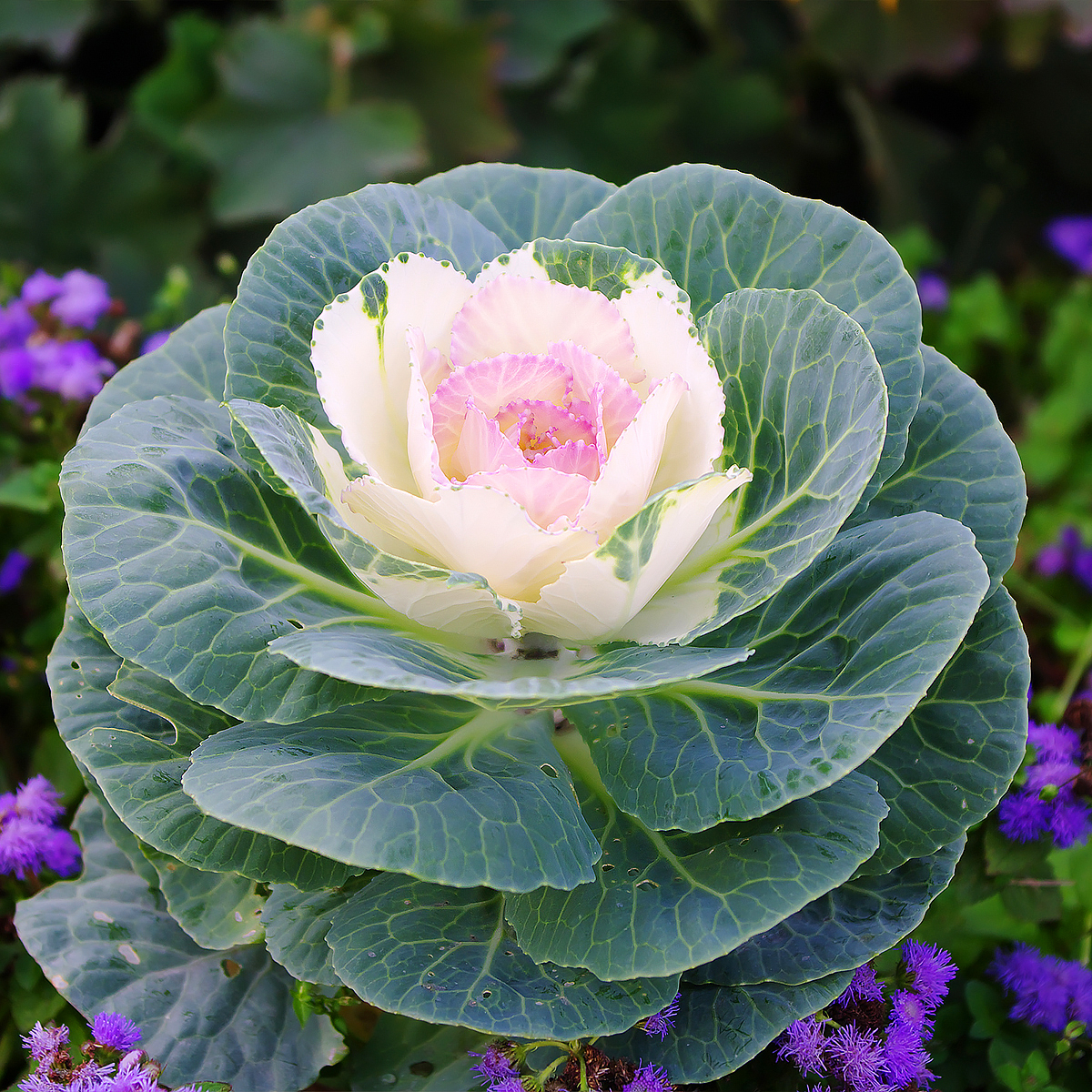 Brassicas - Choux d'ornement