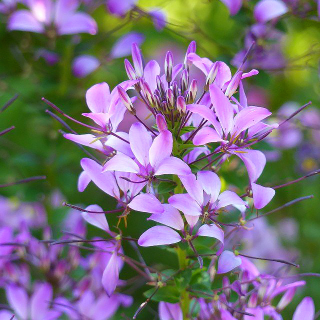 Cleome