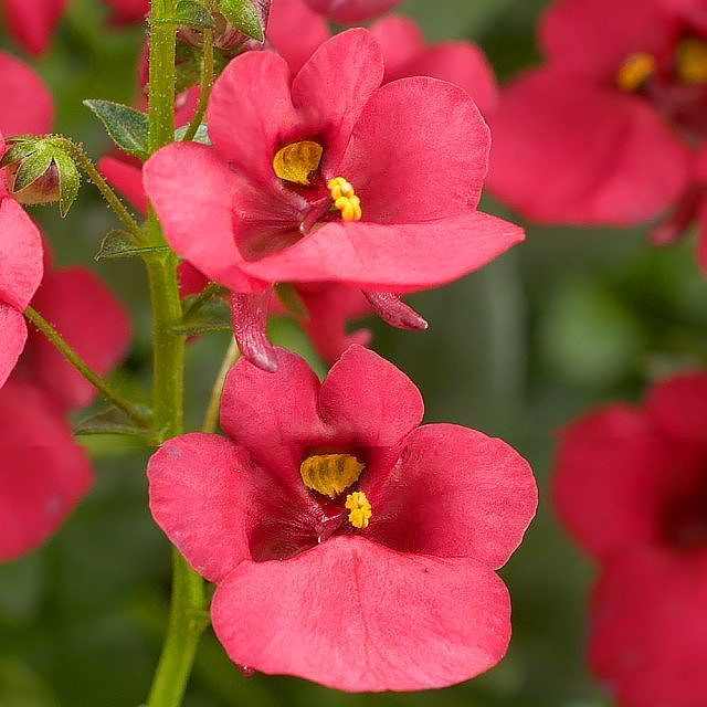 Diascia annuel