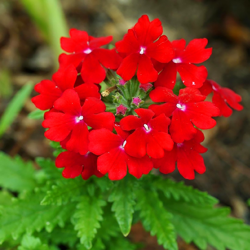 Fleurs comestibles séchées de verveine bleue