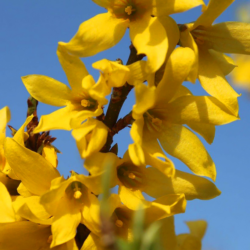 Forsythias