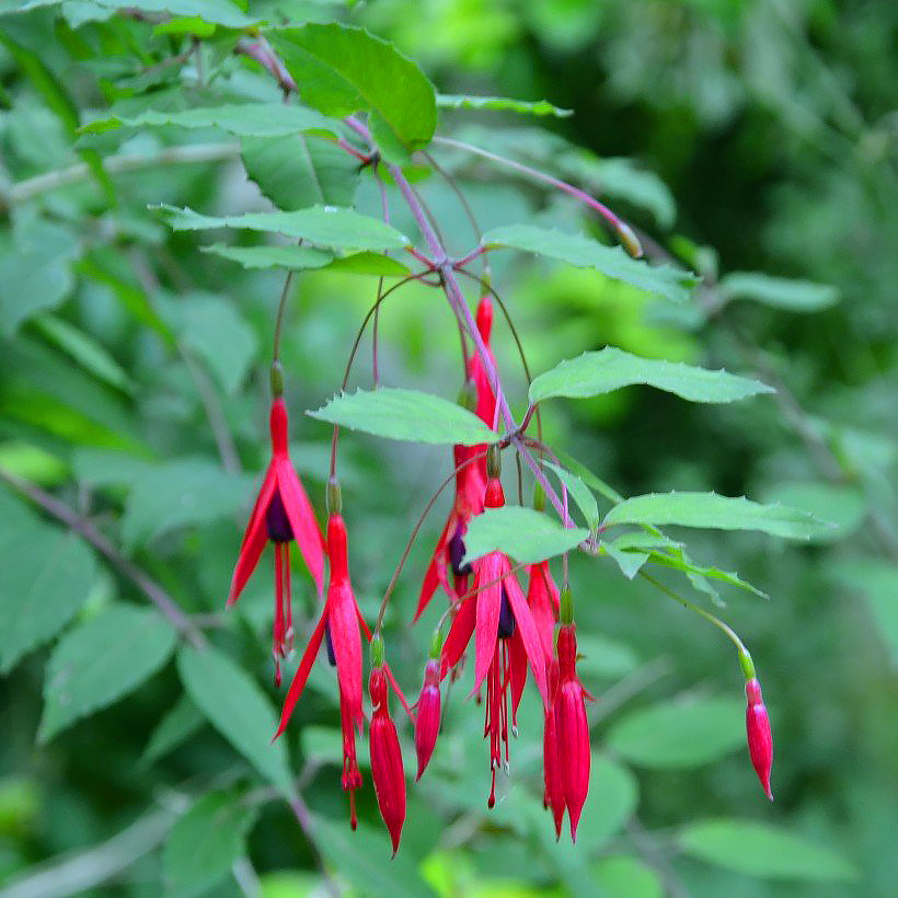 Fuchsias vivaces