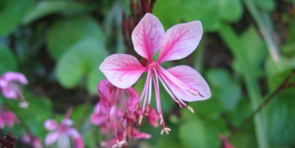 plante vivace 8 lettres
