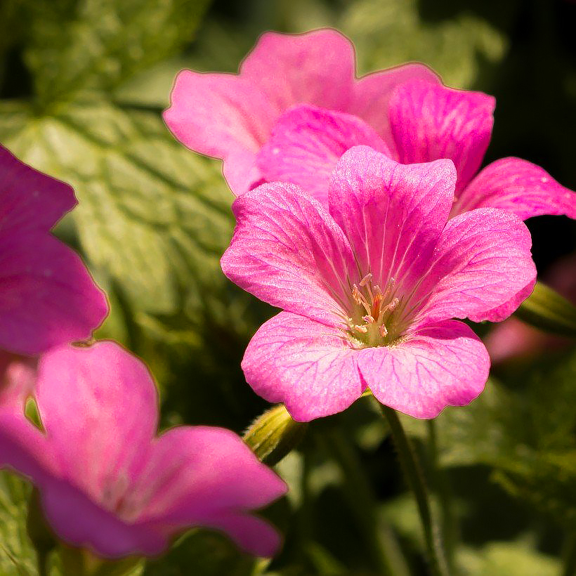 Geranium endressii