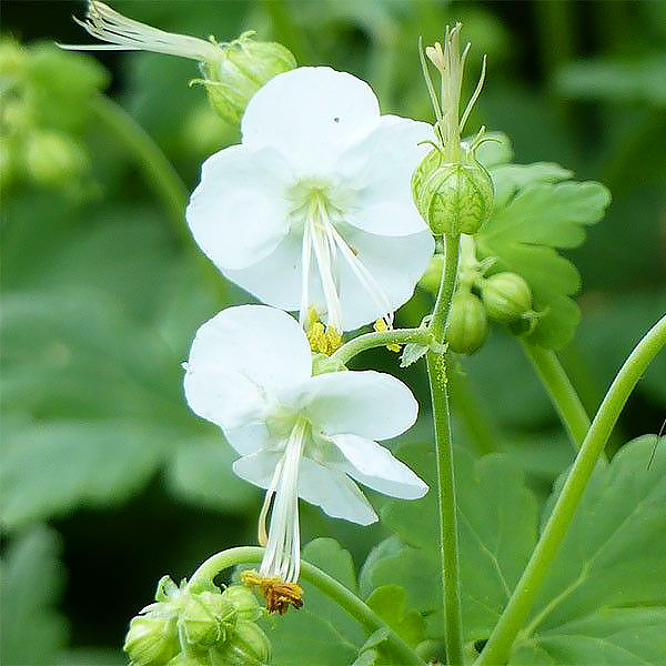 Geranium macrorrhizum