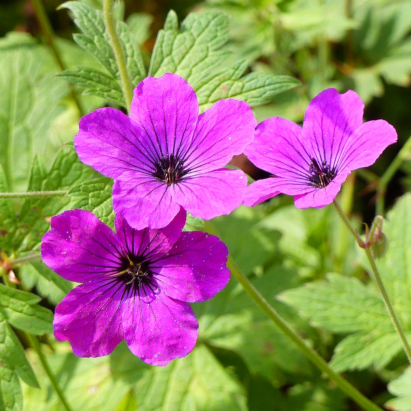 Geranium psilostemon