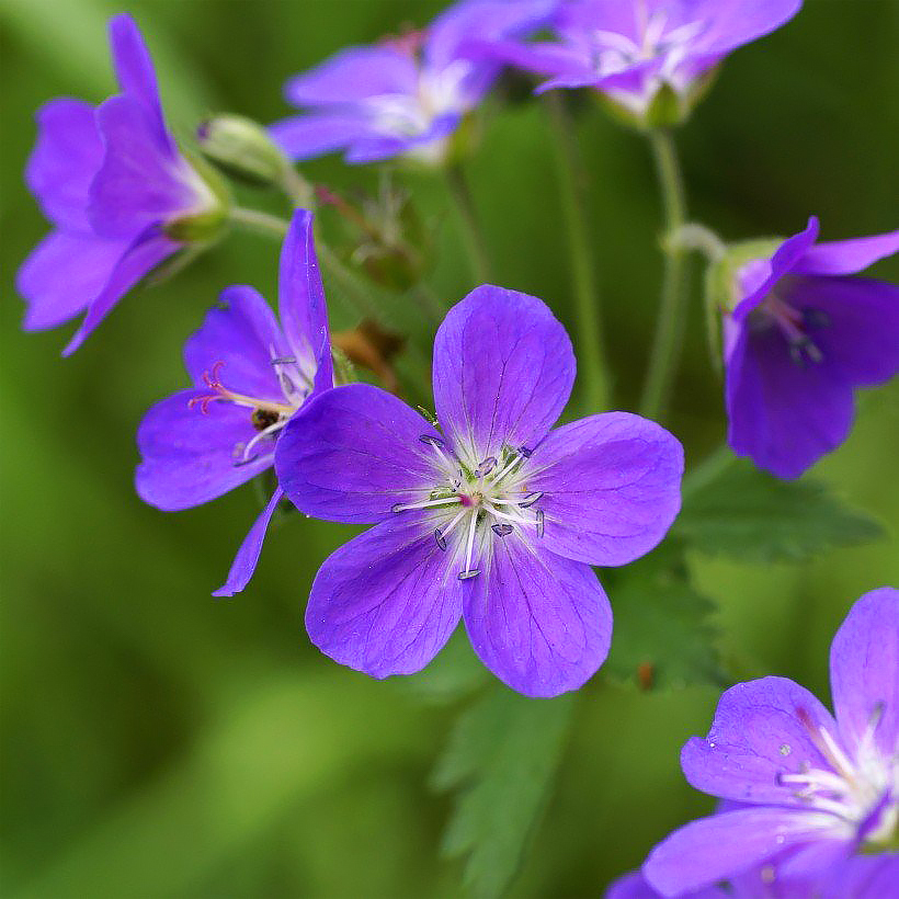 Geranium sylvaticum