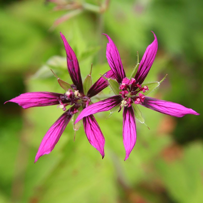 Géraniums hybrides