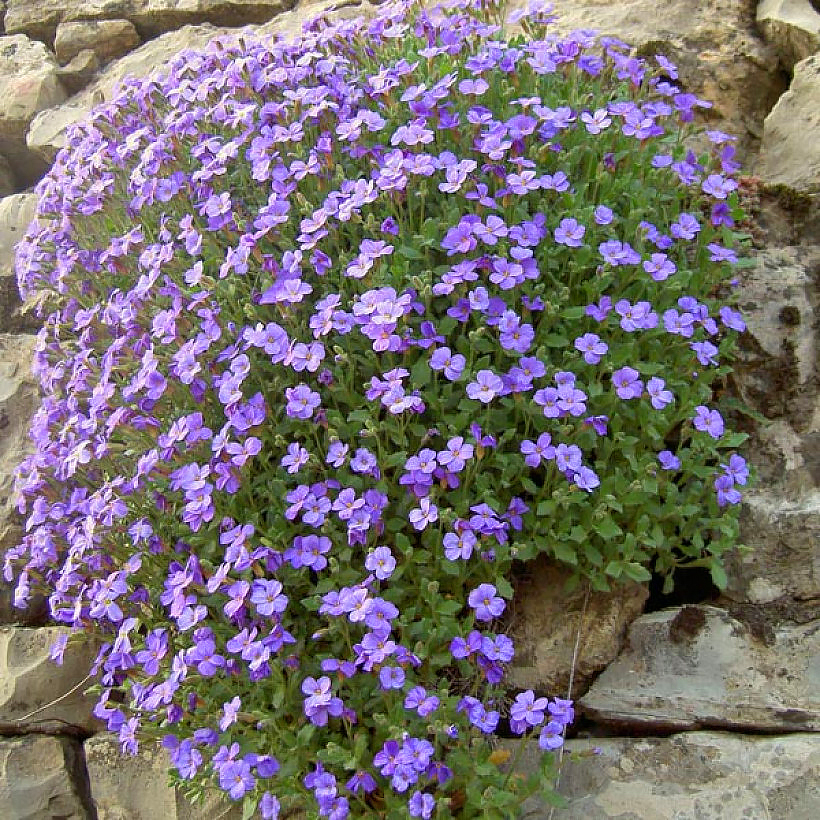 Graines d'Aubrietes