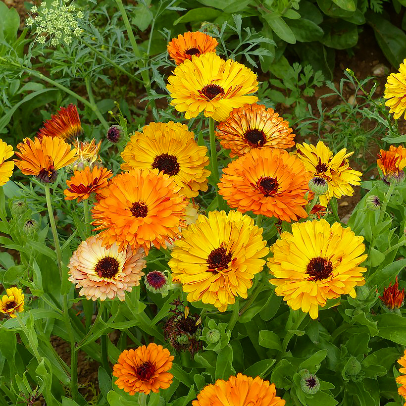 Graines de Calendulas Soucis