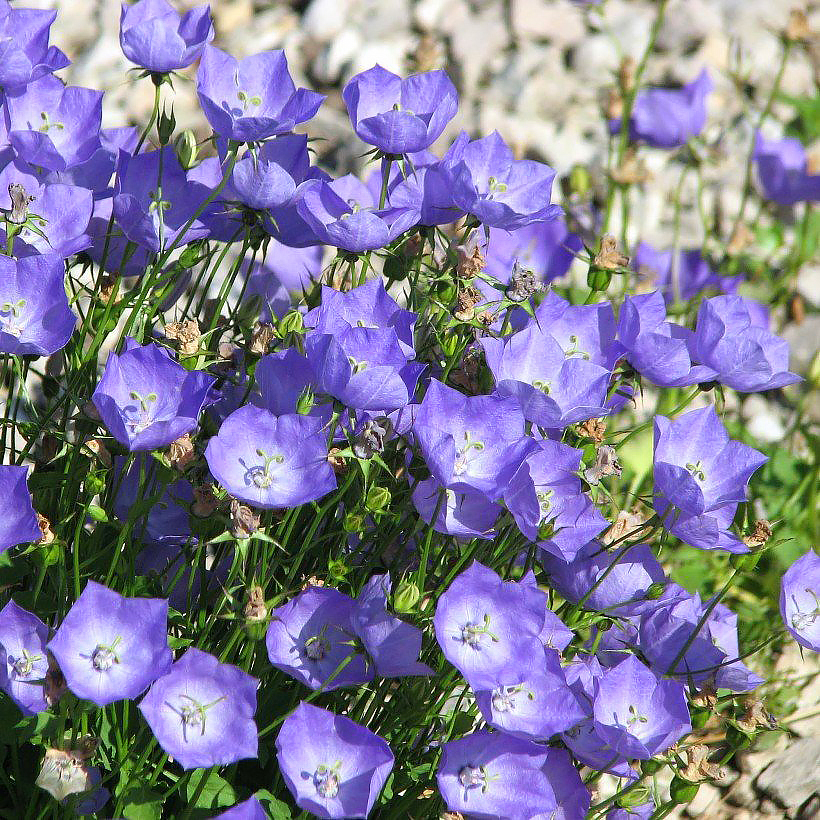 Graines de Campanules