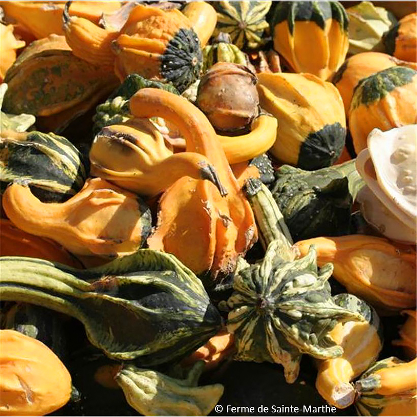 Graines de Coloquintes et Courges décoratives